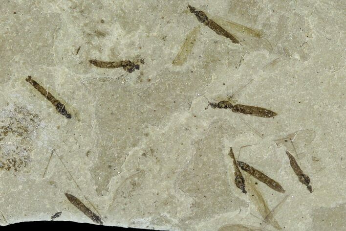 Fossil Crane Fly (Pronophlebia) Cluster - Green River Formation, Utah #111389